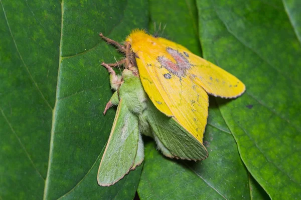 Rosa manzana oruga polilla apareamiento — Foto de Stock