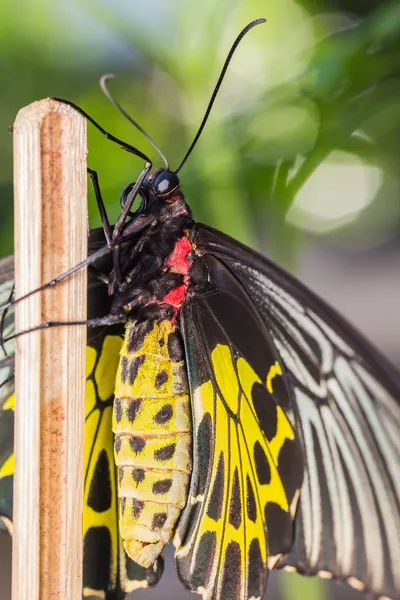 Dişi golden birdwing kelebek — Stok fotoğraf