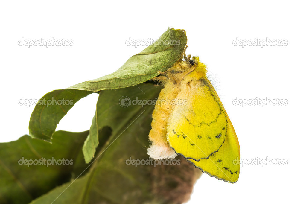 Female roseapple caterpillar moth