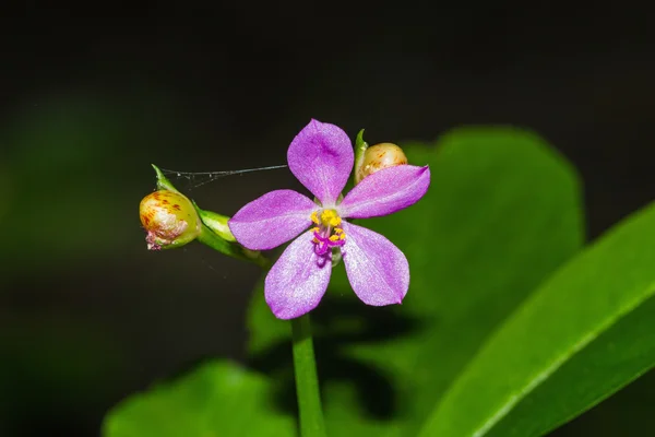 Bloem — Stockfoto