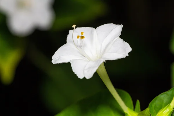 Blomma — Stockfoto