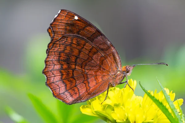 Mariposa de ricino en ángulo —  Fotos de Stock