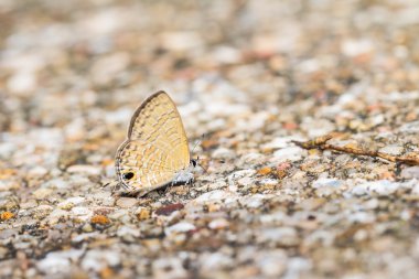 ortak lineblue kelebek