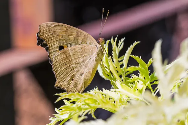 Motyl cytryny bratek — Zdjęcie stockowe
