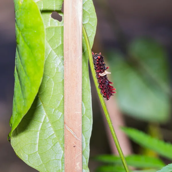 Common rose caterpillar — Stock Photo, Image