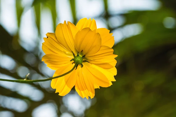 Flower — Stock Photo, Image