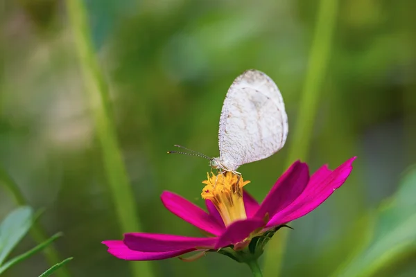 精神の蝶 — ストック写真