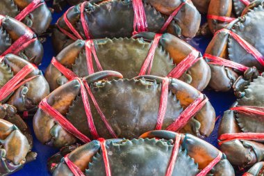 çamur yengeçlercangrejos de fango