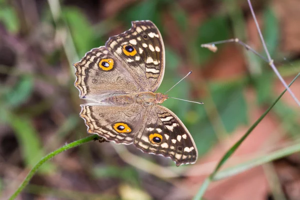 Motyl cytryny bratek — Zdjęcie stockowe