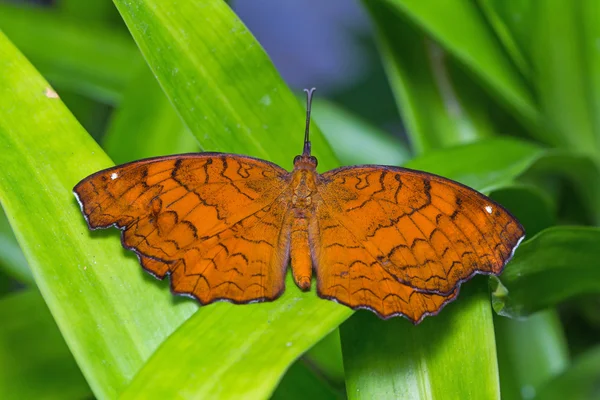 Рыжая касторская бабочка — стоковое фото