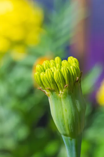 Marigold flower — Stock Photo, Image