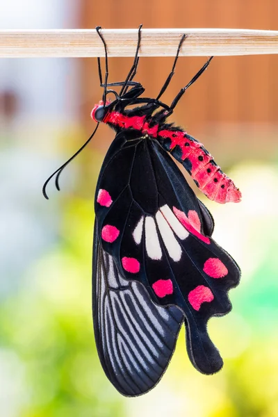 Gemeenschappelijke rose vlinder — Stockfoto