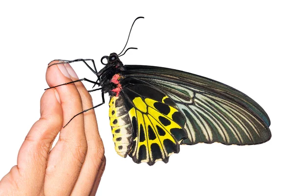 Golden birdwing butterfly — Stock Photo, Image