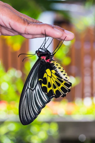Gouden vogelvleugelvlinder vlinder — Stockfoto