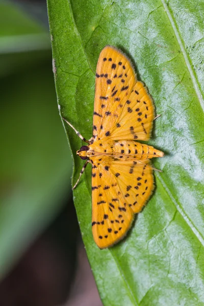 Polilla — Foto de Stock