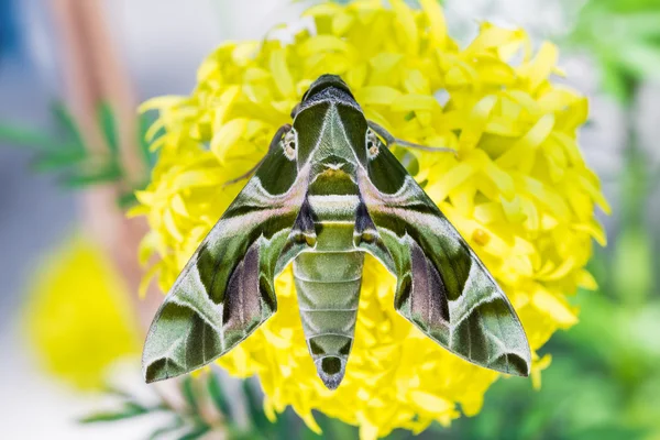 キョウチクトウ オオスカシバ — ストック写真