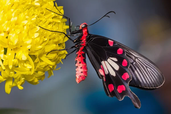 Közös rose butterfly — Stock Fotó