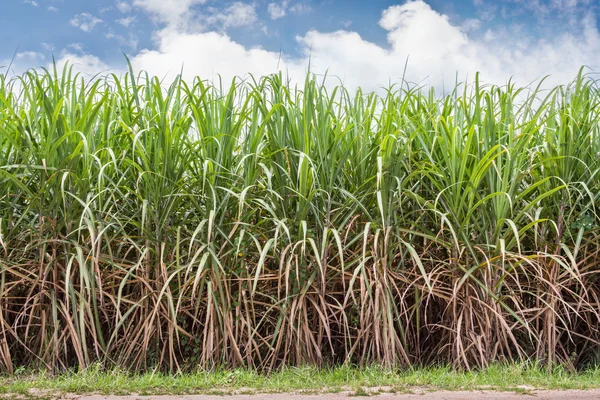 Pola trzciny cukrowej — Zdjęcie stockowe