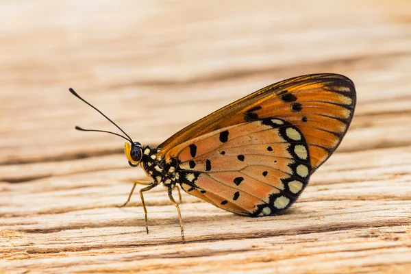 Borboleta tawny coster — Fotografia de Stock