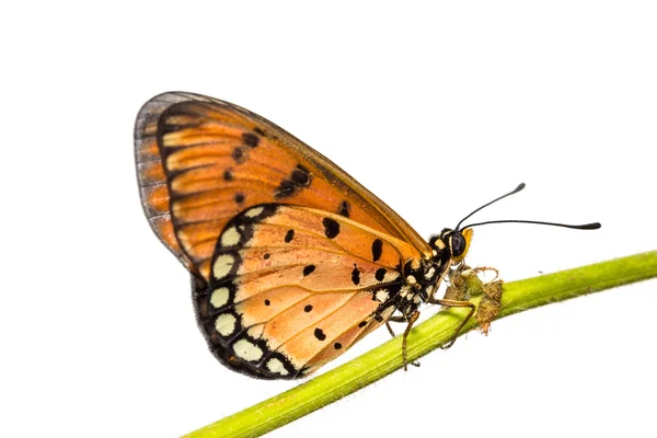 Tawny coster motyl — Zdjęcie stockowe