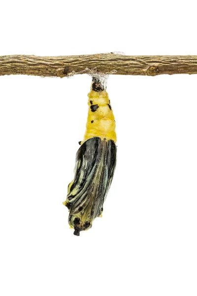 Maturo farfalla pupa — Foto Stock