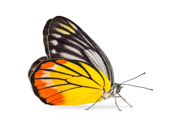 Painted Jezebel butterfly — Stock Photo, Image