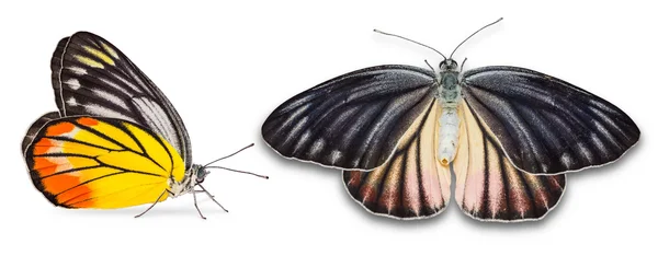 Ženské namalované Jezabel motýl — Stock fotografie
