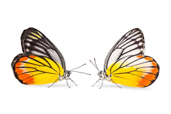 Painted Jezebel butterfly — Stock Photo, Image