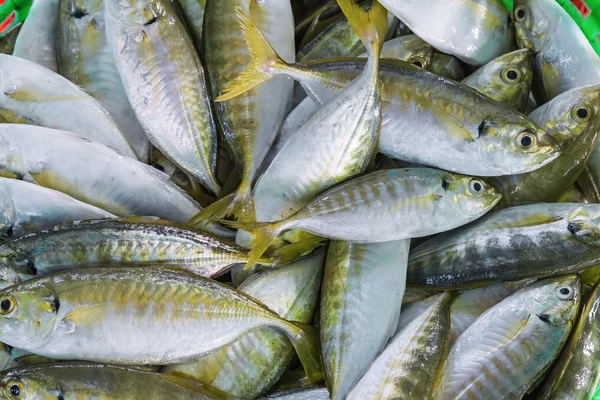 Short mackerel — Stock Photo, Image