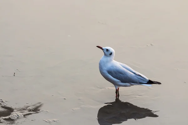 Seagull — Stock Photo, Image