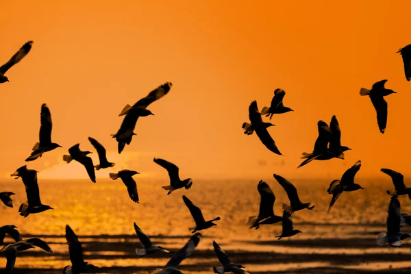 Seagulls at sunset — Stock Photo, Image
