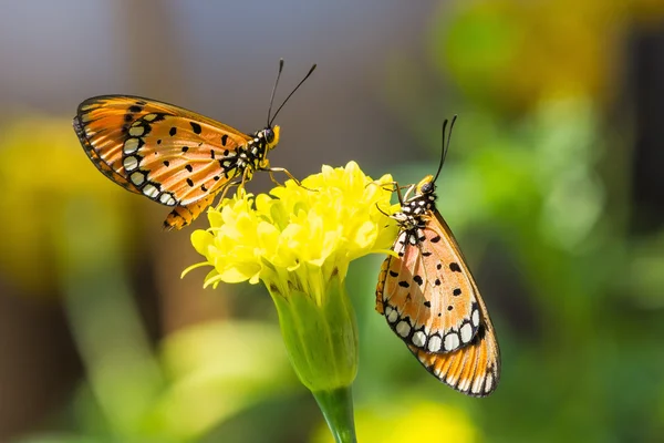 Tawny coster motyl — Zdjęcie stockowe