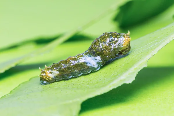 Большая мормонская гусеница — стоковое фото