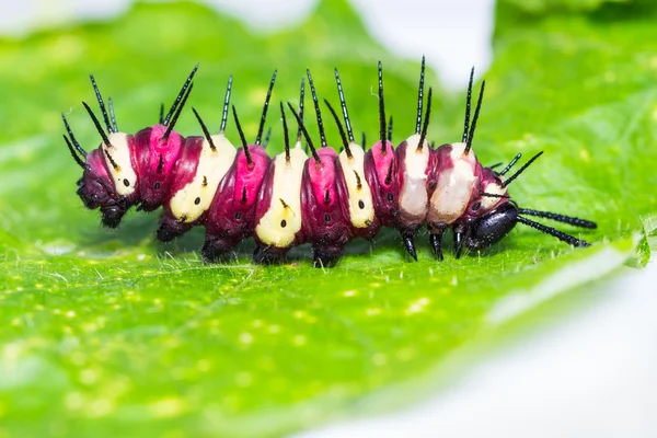 Leopard lacewing caterpillar — Stock Fotó