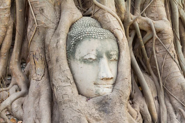 Cabeça de Buda na árvore — Fotografia de Stock