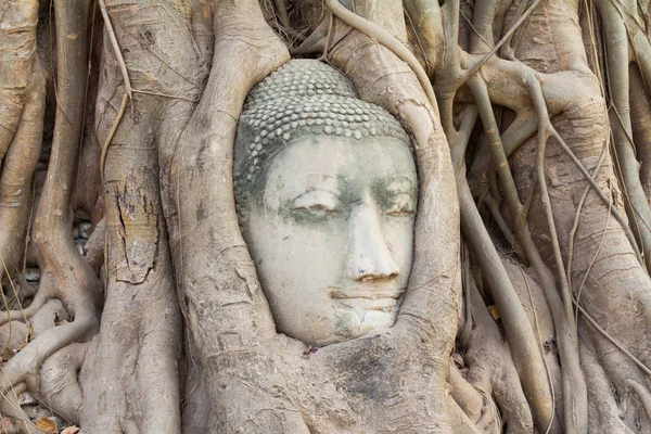 Buddha-Kopf im Baum — Stockfoto