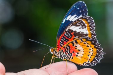 erkek leopard lacewing kelebek