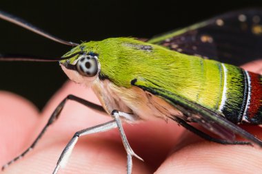 Pellucid hawk moth clipart