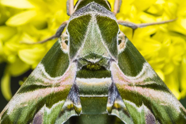 Oleander Hawk-moth — Stockfoto
