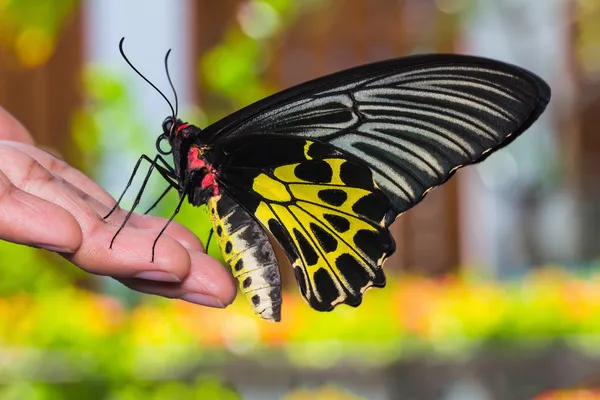 Gouden vogelvleugelvlinder vlinder — Stockfoto