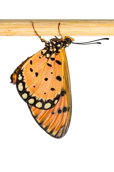 황갈색 코스터 나비 — 스톡 사진