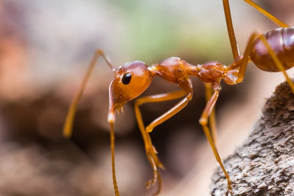 Rode weaver ant — Stockfoto