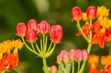 Tropical milkweed flower clipart