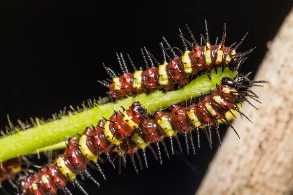 Butterfly larv — Stockfoto