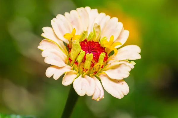 Flor de zinco — Fotografia de Stock