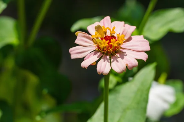 Zinnia flower — Stock Photo, Image