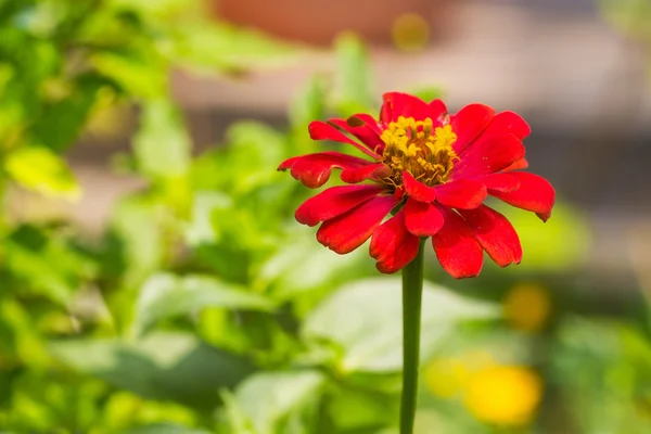 Zinnia flower — Stock Photo, Image