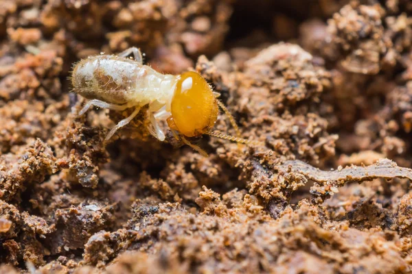 Young termite — Stock Photo, Image