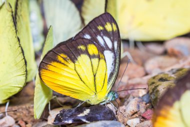 Turuncu martı kelebek