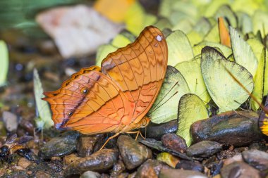 ortak cruiser kelebek